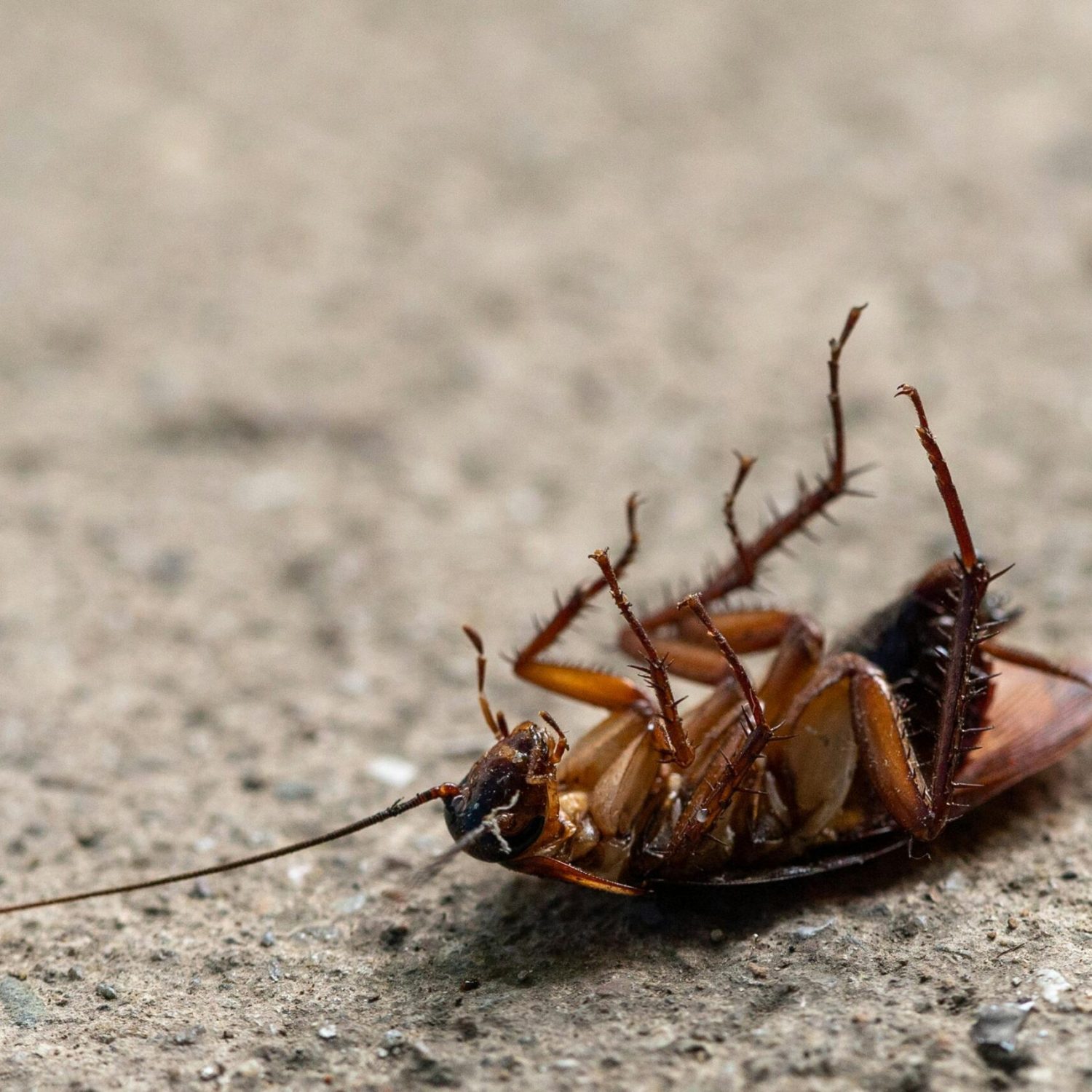 Close-up image of a dead cockroach on a textured surface, showcasing insect detail.