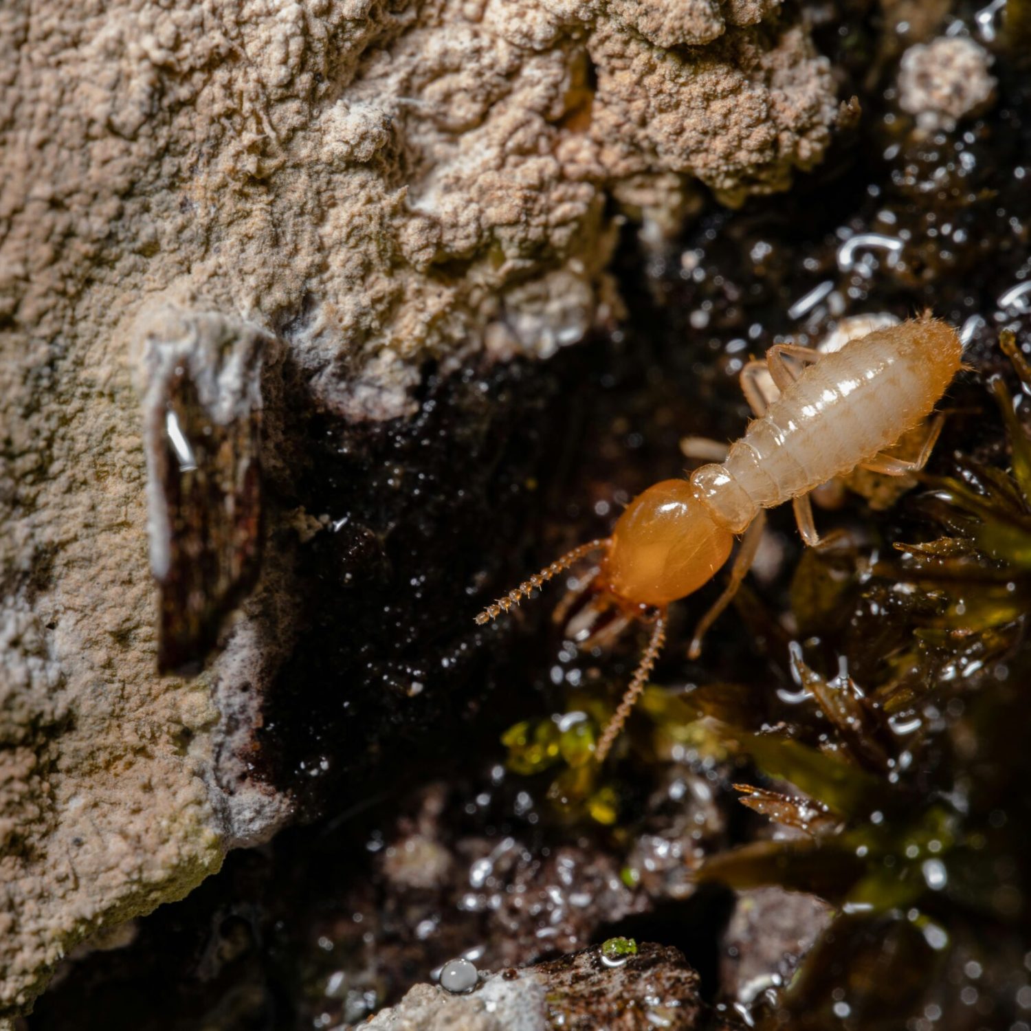 Detailed macro shot of a termite on wood, showcasing insect behavior and texture.