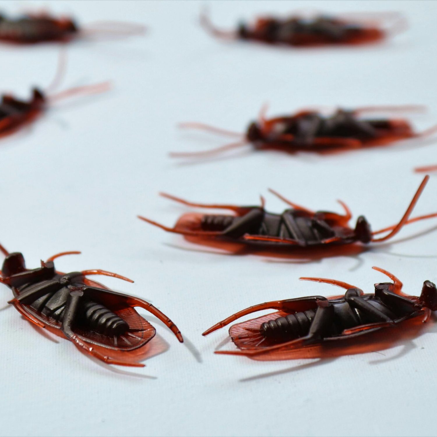Detailed macro image of several dead cockroaches scattered on a white surface, depicting pest control.